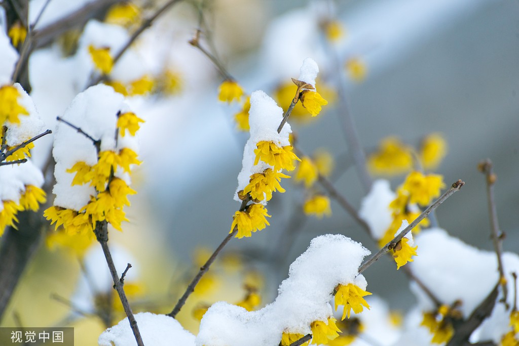 临沂 傲雪腊梅凌寒盛放