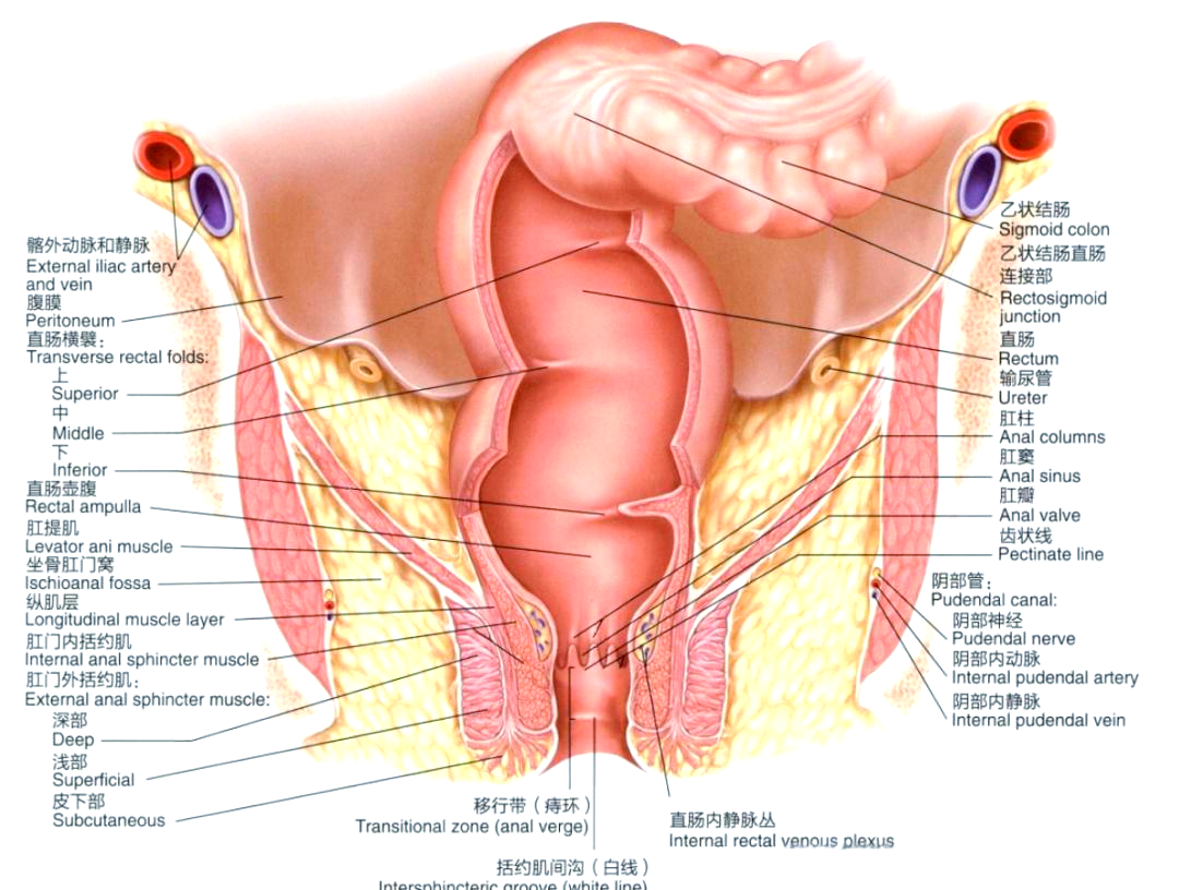 肛直肠解剖基础全面解析