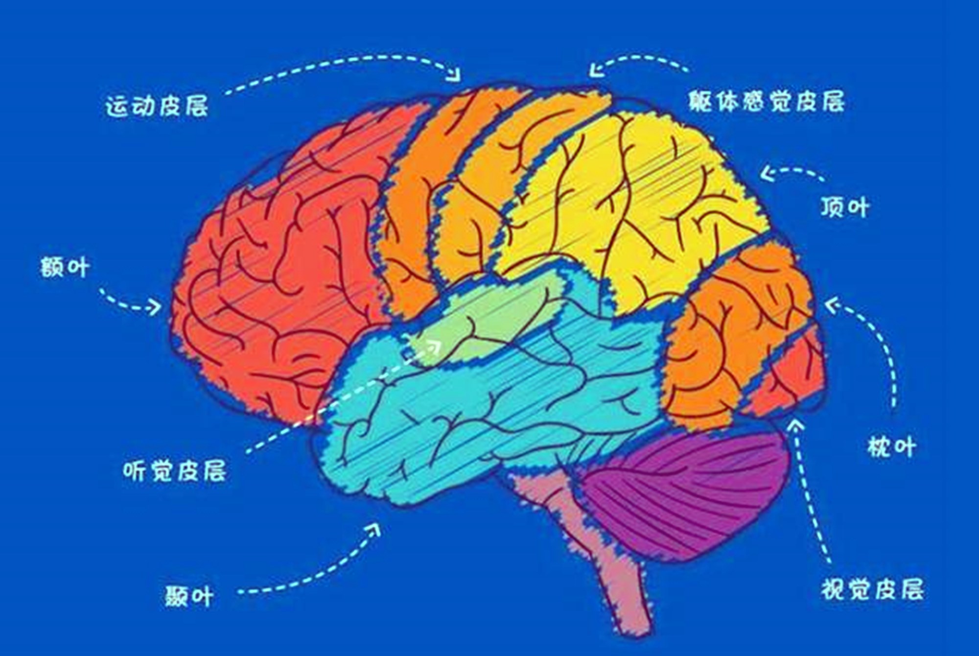 美国儿科学会 孩子聪不聪明