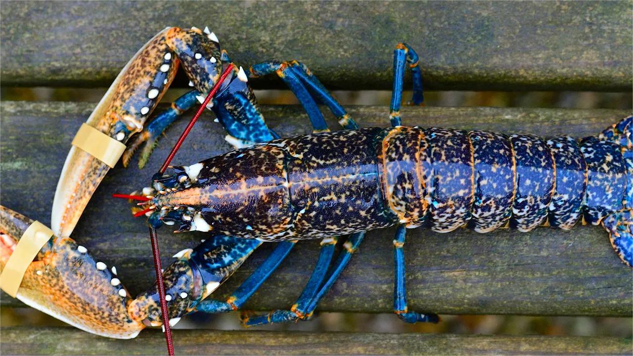 法国著名的蓝色布列塔尼龙虾