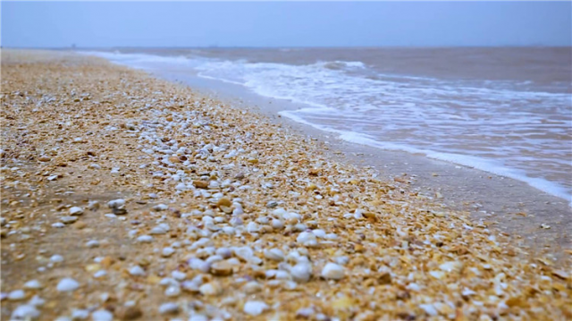 星辰大海丨助力海洋生态保护200亿苗种入海贝壳堤"长"起来