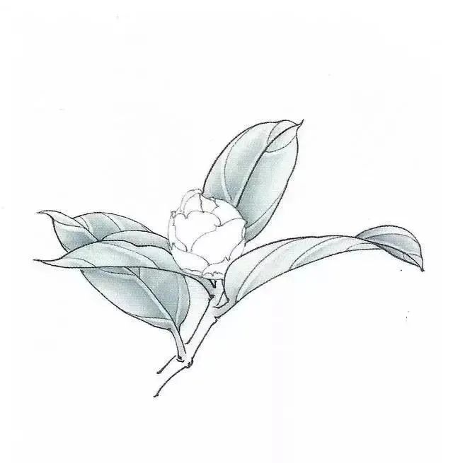 工笔茶花画法