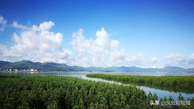 盐洲海边的人工种植的红树林