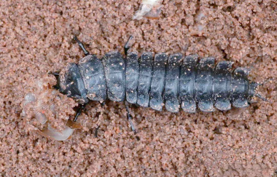 探秘拉步甲:昆虫世界中的独特生命