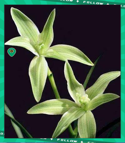 奇花素:莲瓣兰中素花珍品的精彩探索