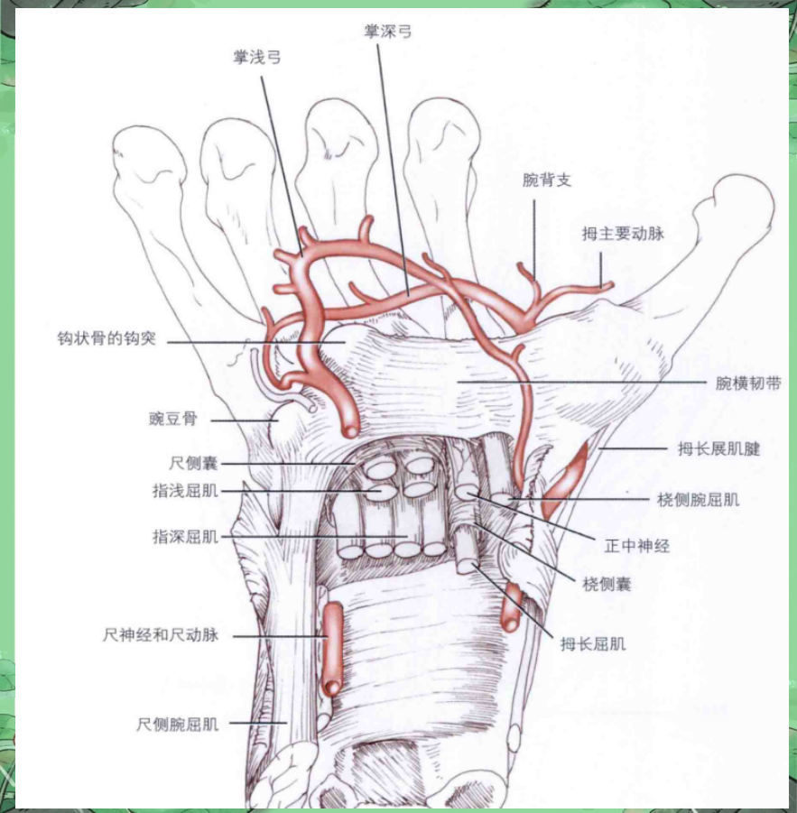 手部血管解剖的肌肉与走行特点详解