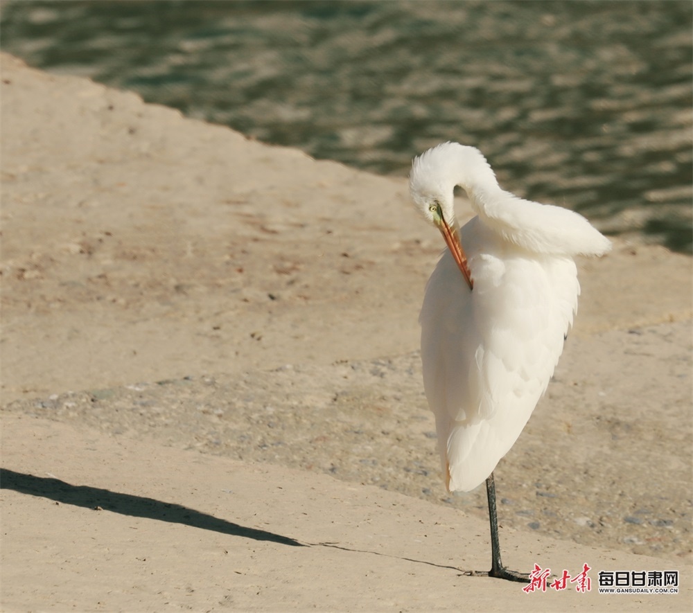 康县燕子河:晚霞与白鹭齐飞