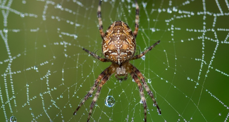 蜘蛛的天敌是什么