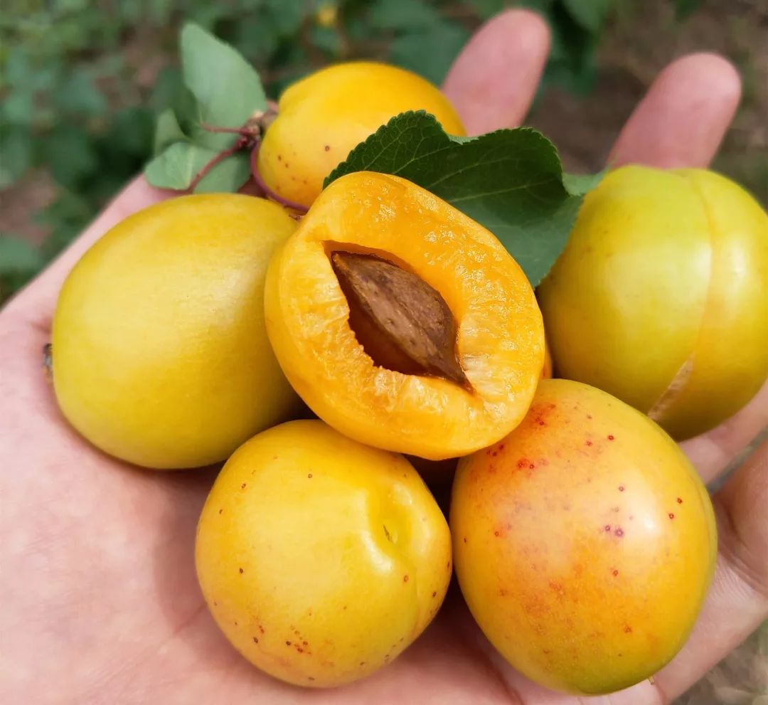 泰安半野生珍珠杏!一口咬下满满桂花香,果期仅15天!
