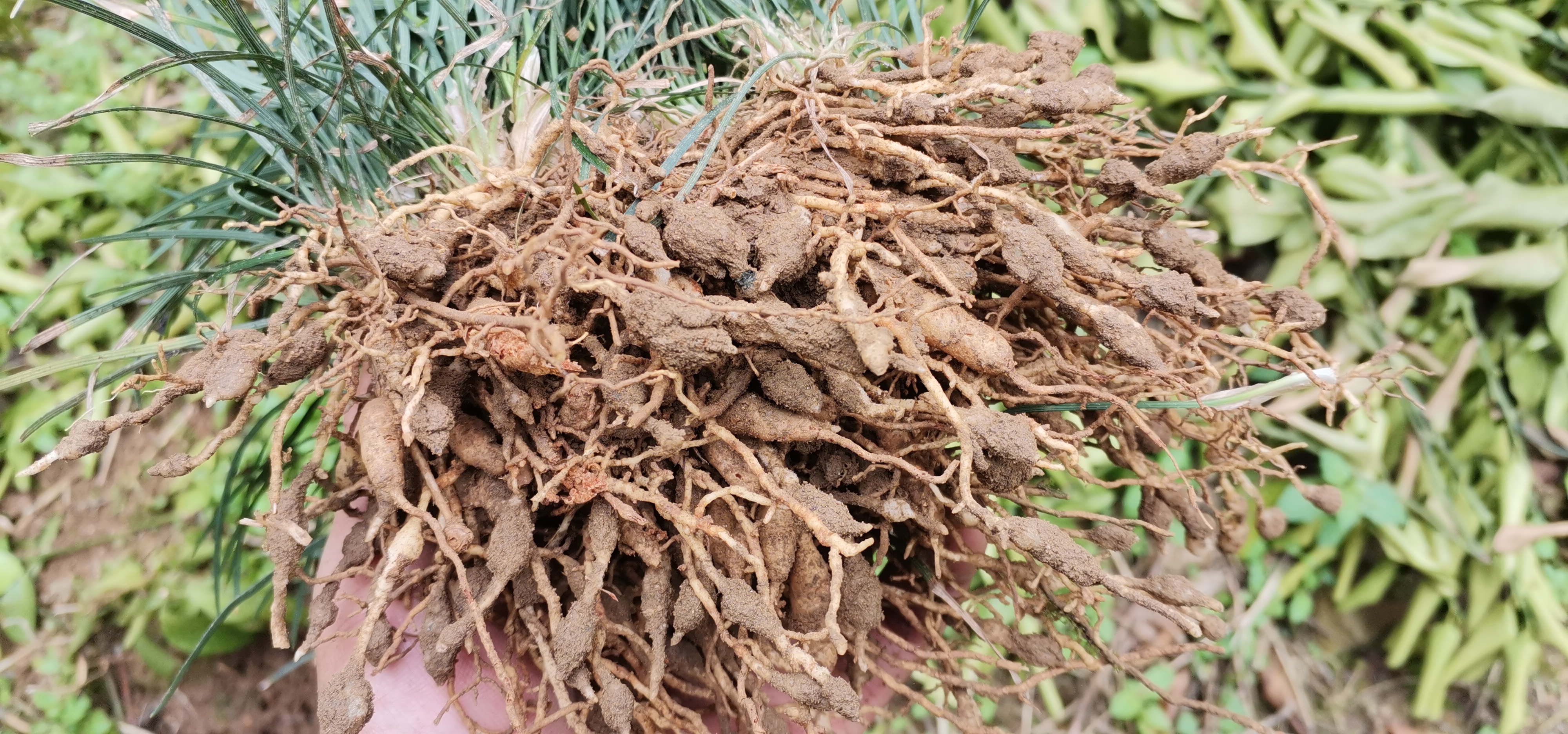 麦冬又名麦门冬,寸冬,《神农本草经》将其列为上品