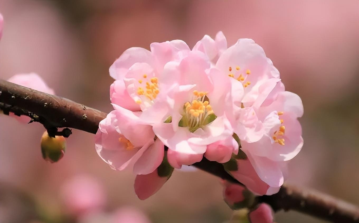shawn mendes 居然喜欢莓莓奶昔