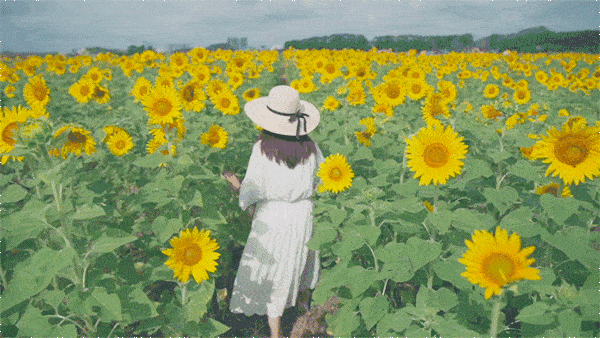 9月11日最佳情报|济南孟家水库烟雨朦胧,向日葵花海恣意盛开