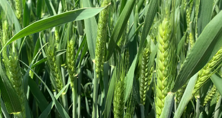 小麦孕穗期能打除草剂吗