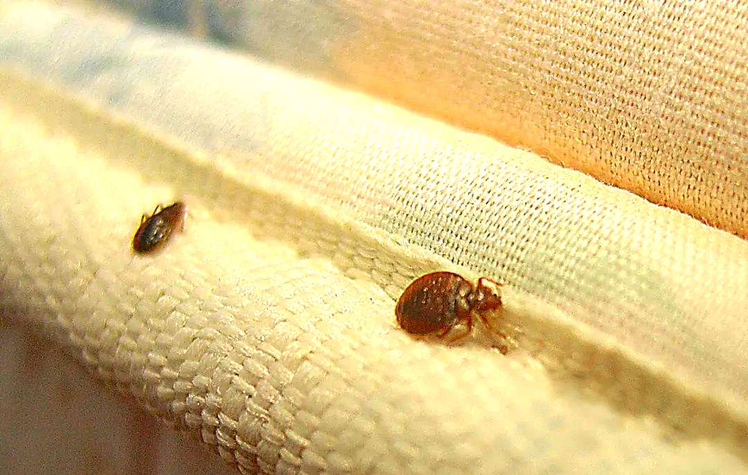 深入探究"隐形威胁":全面了解臭虫的危害与防治方法