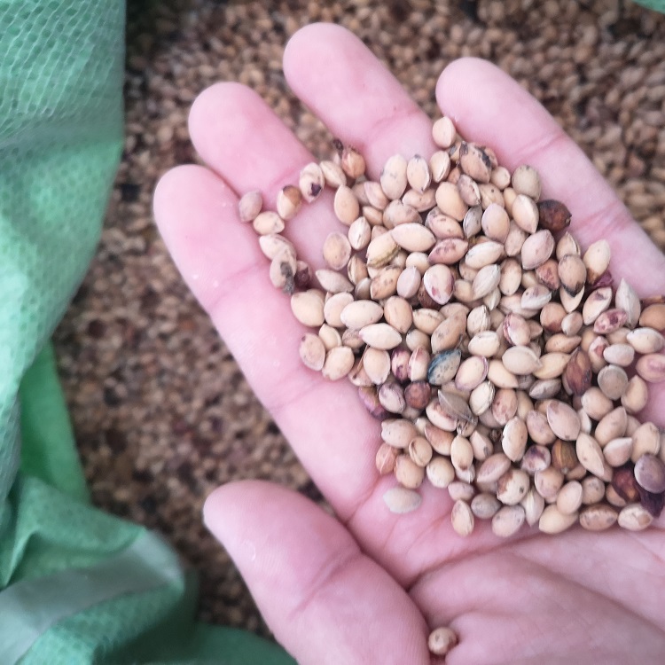 辽宁樱桃苗,马哈利砧木大樱桃树苗