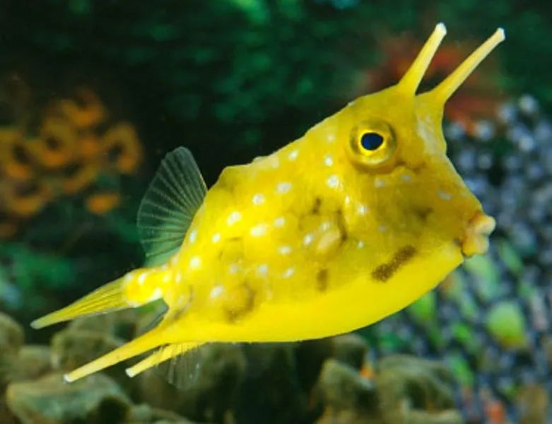 南海物说|海贝的名字是怎么取的?