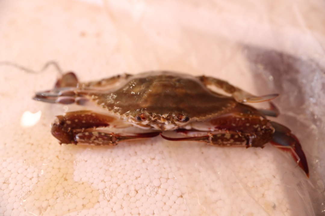 东海"第一网"梭子蟹登陆徐汇!线上,线下,鲜货,预制菜任选,你馋了吗?