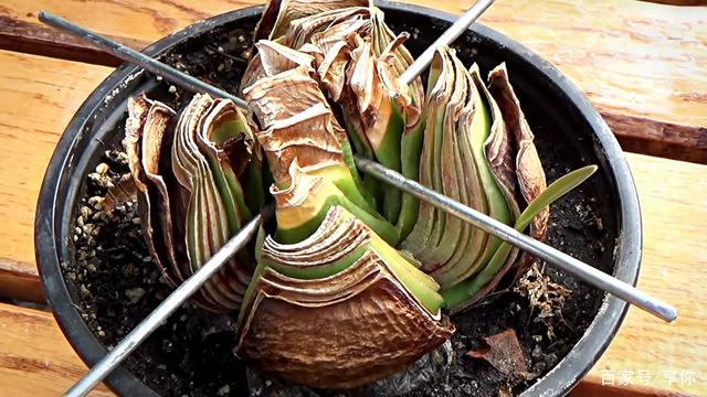 朱顶红切球繁殖方法