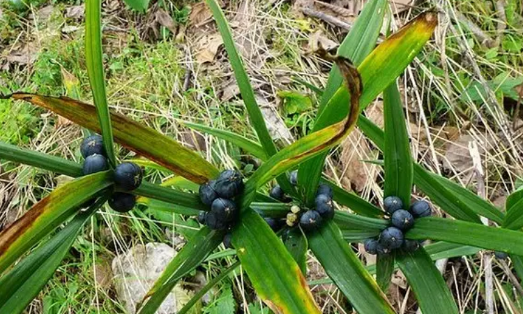 百合科的果实类型