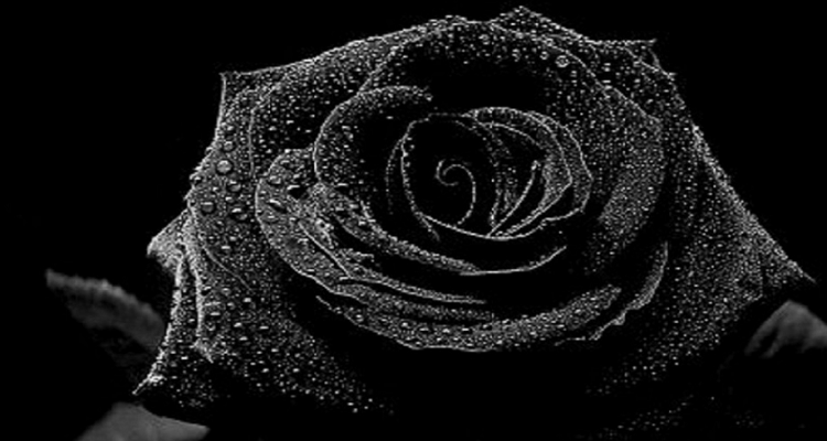 黑玫瑰的寓意和象征