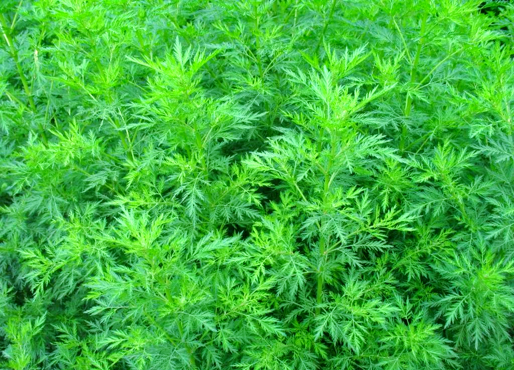 Loratadine price | Shaanxi BLOOM Tech Co., Ltd