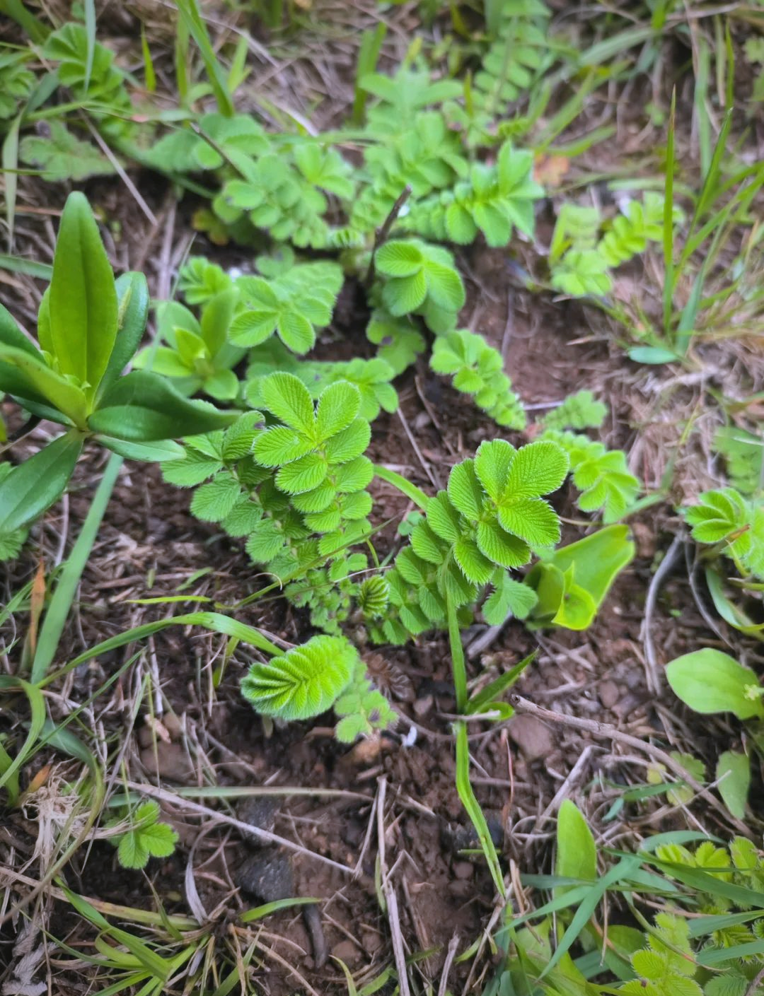 蕨麻:一种富含营养的野生果实,与西游记中的人参果相呼应