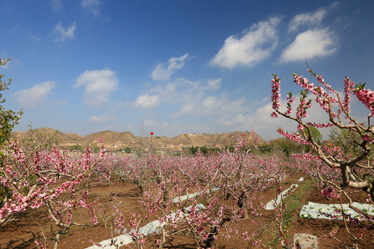 世界第一古梨园——什川(原创)