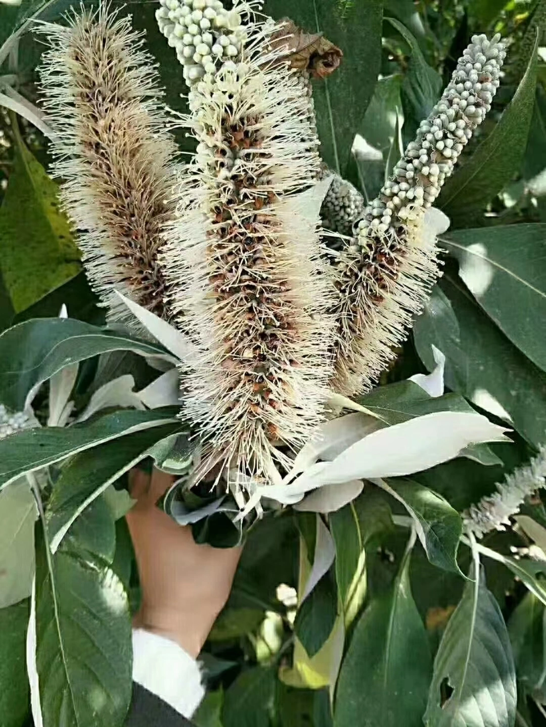 米团花蜂蜜为什么黑色(米团花蜂蜜呈黑色正常吗)