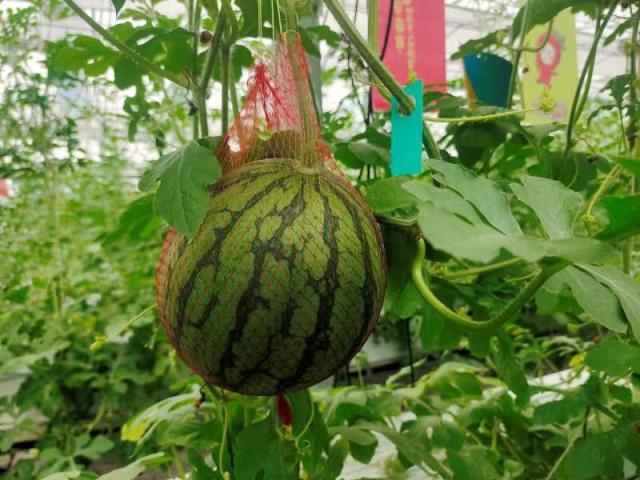 临平运河"一蔓一瓜"织就乡村振兴"共富路"