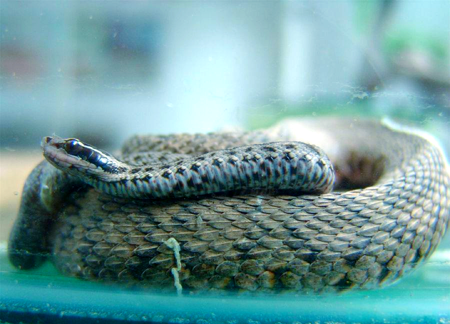 短尾蝮:见证蛇的卵胎生奇迹