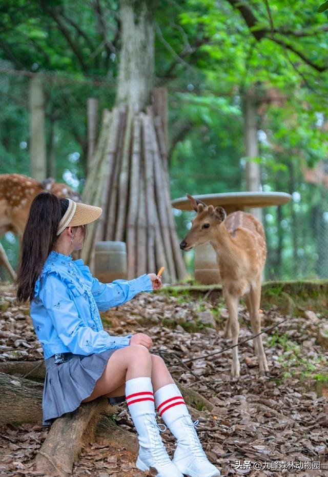 中秋來九峰動物園解鎖新玩法