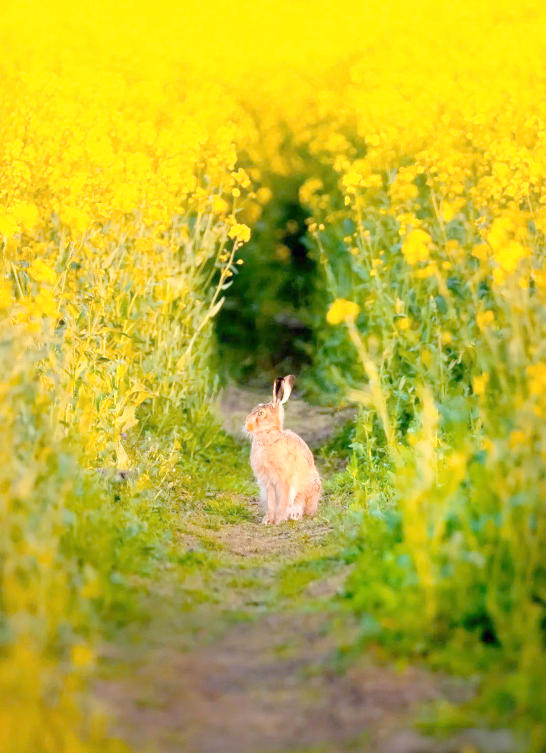 众多动物与植物共赏春光,展现和谐画面