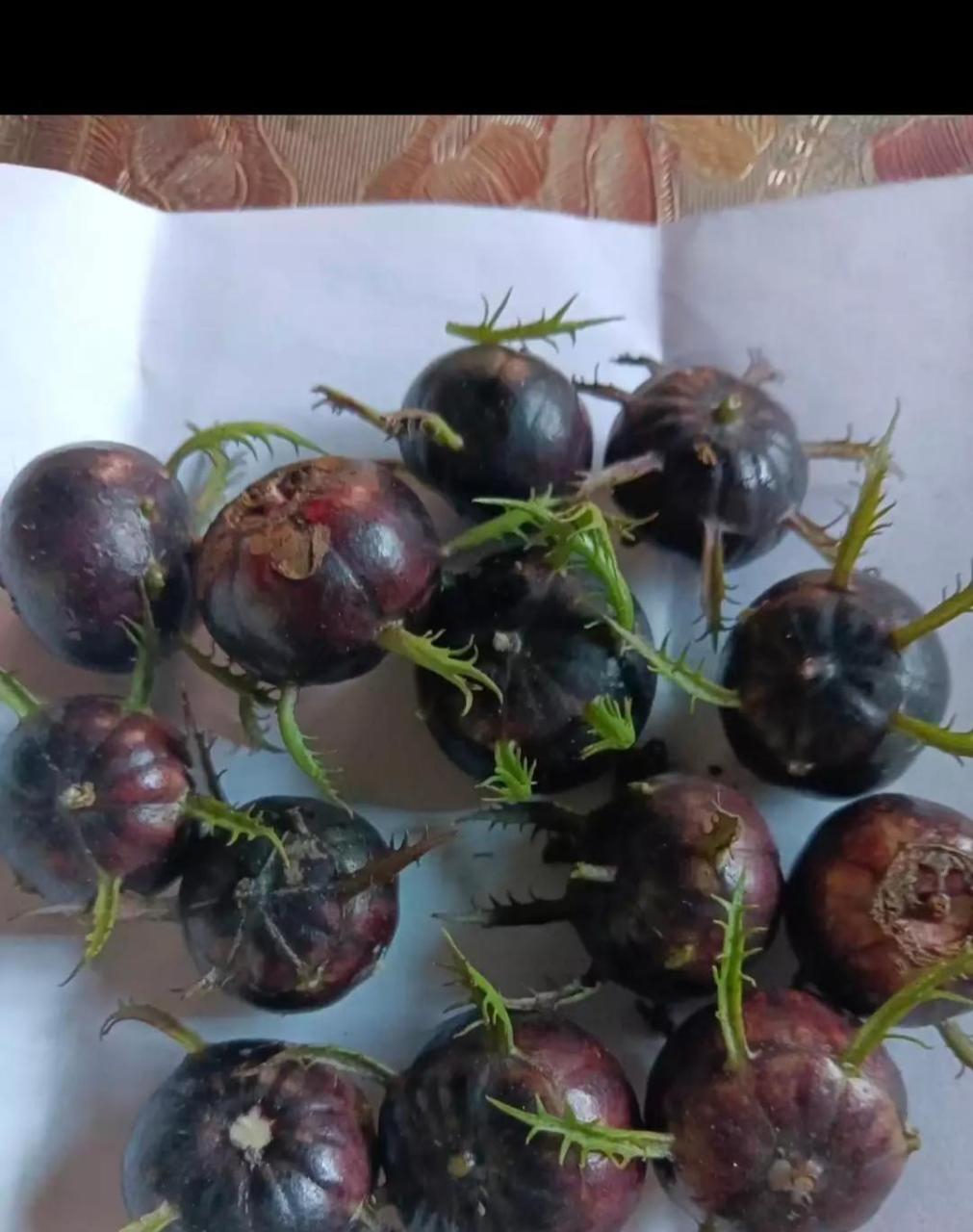 这是山竹发芽了?