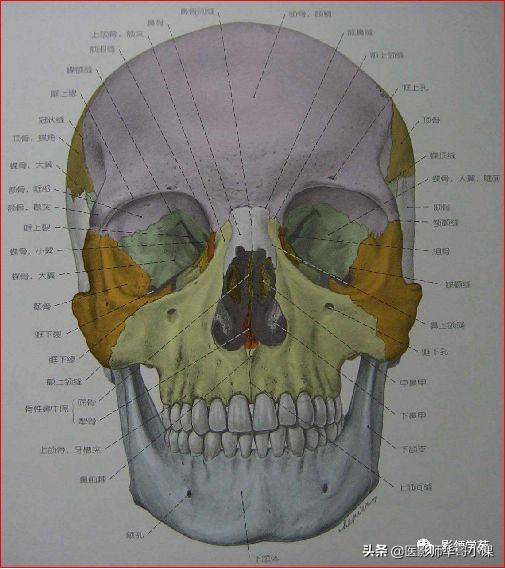 「鼻骨彩图」鼻骨ct解剖及骨折影像学诊断