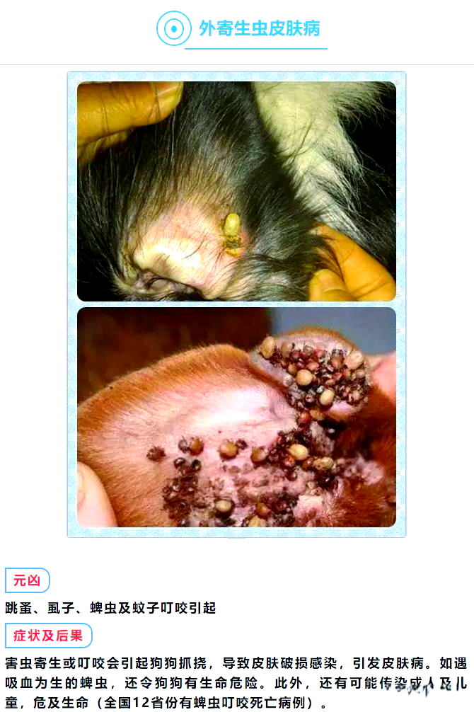 狗狗皮肤病九大类,识别症状及时治疗