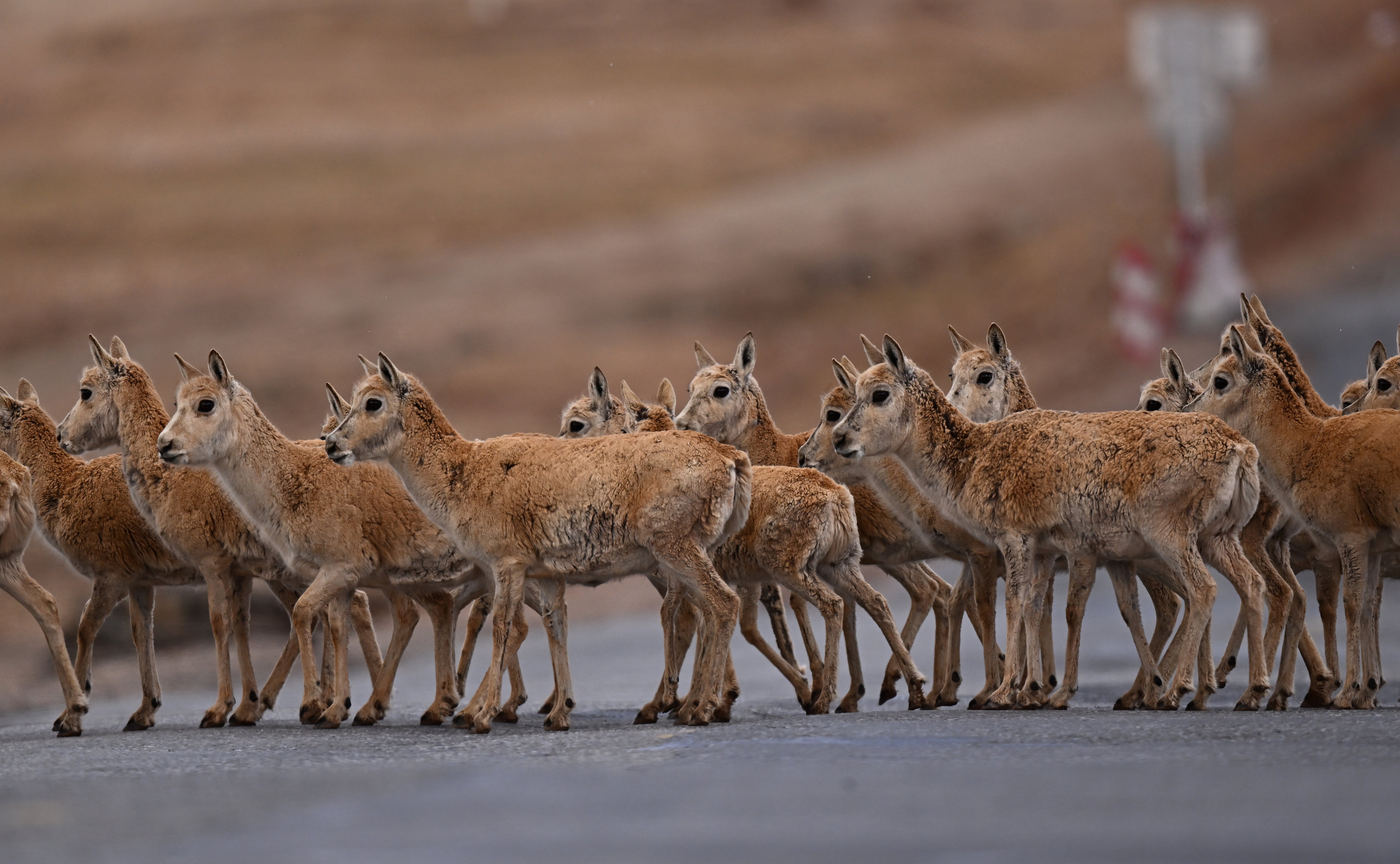 (图文互动)可可西里藏羚羊进入迁徙产仔高峰期
