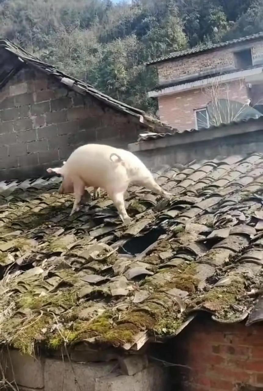 这猪是怎么爬上房顶的啊,这也太厉害了吧