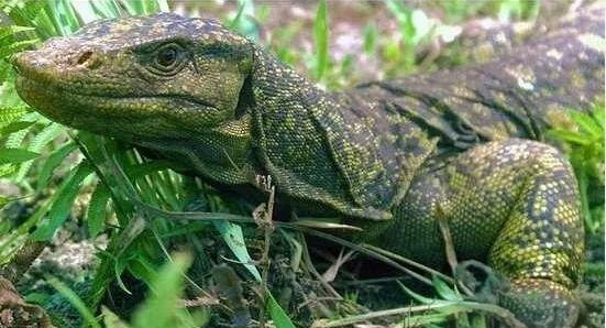 斑纹蛟:一种传说中的生物及其真实图片探索