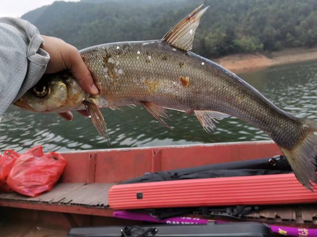 昆明周边100公里柴石滩水库,行程不出昆明市区,野钓鱼资源丰富