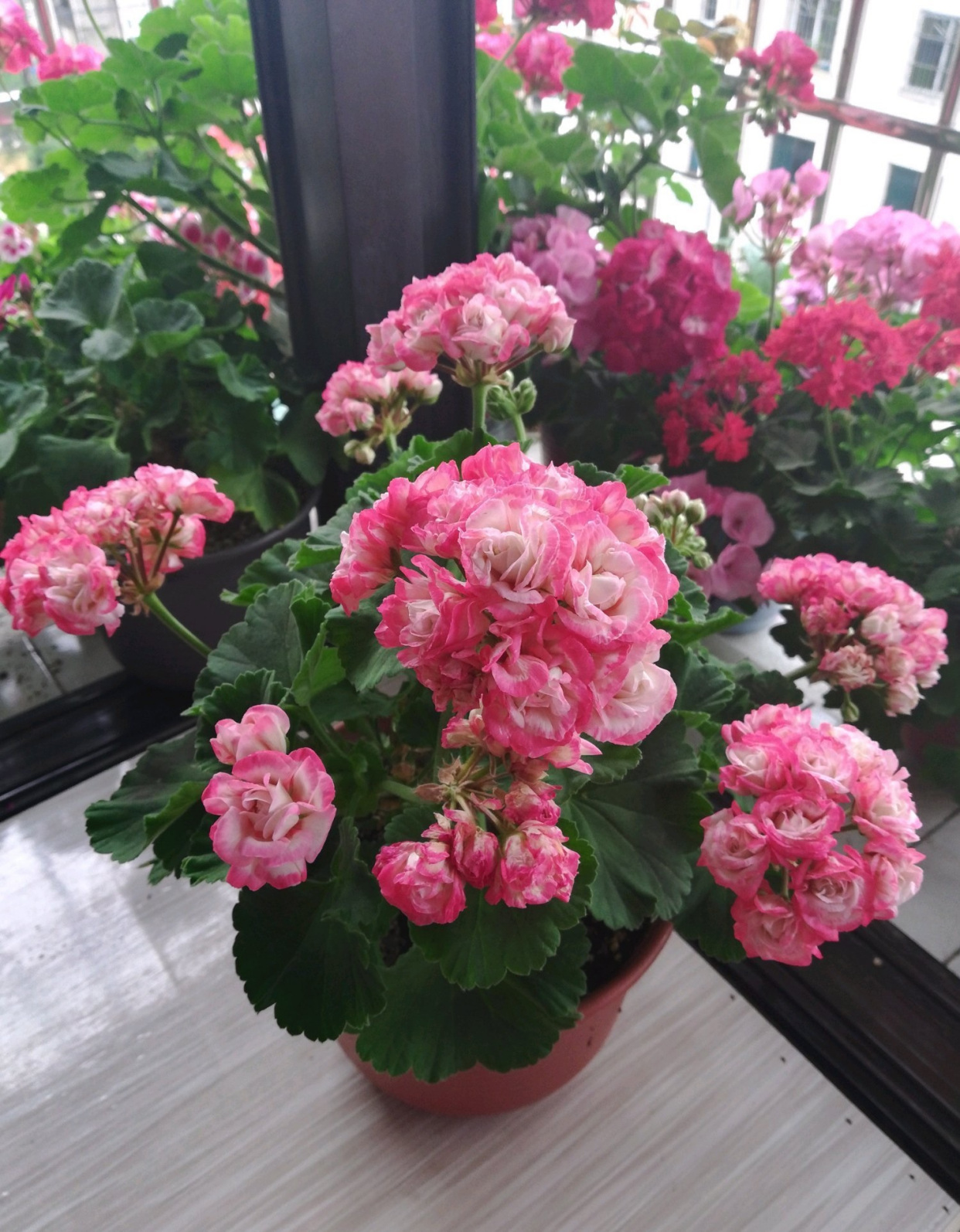 这种花名叫"丹尼斯碗"(denise rosebud),是天竺葵家族里一款口碑很好