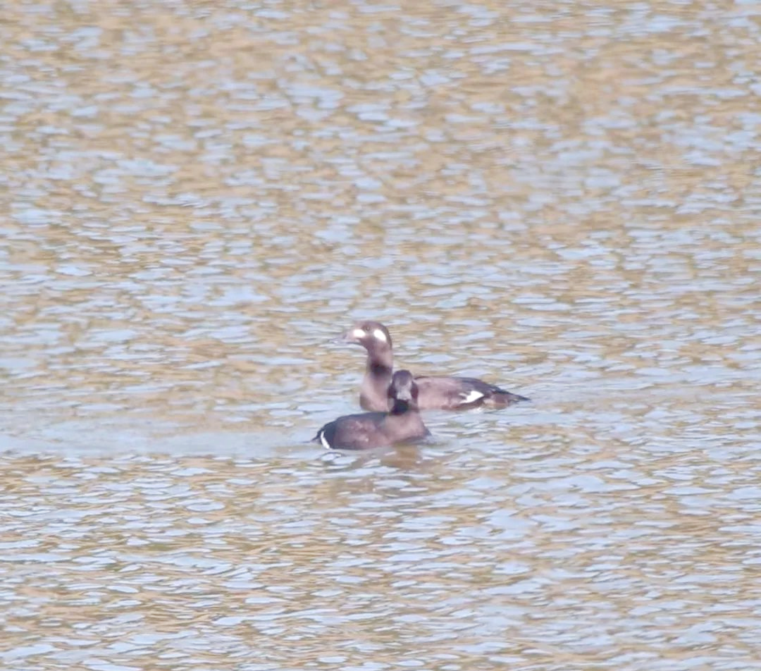 海番鸭:一种见不到大海的潜水鸭类