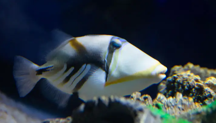 fish两种复数形式区别