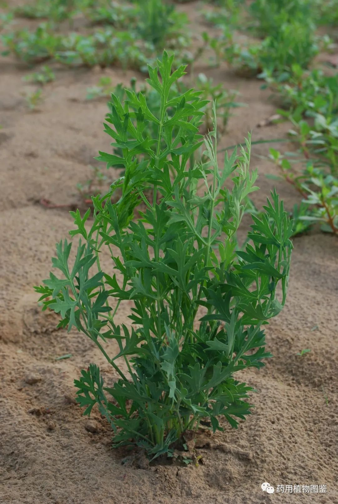 中药里的"模范夫妻"1:荆芥&防风——主治风寒感冒