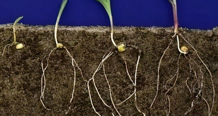 根生长的主要部位是哪里