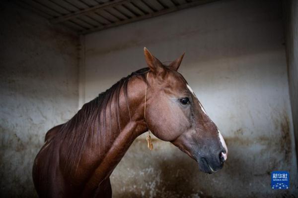 土库曼斯坦的汗血马