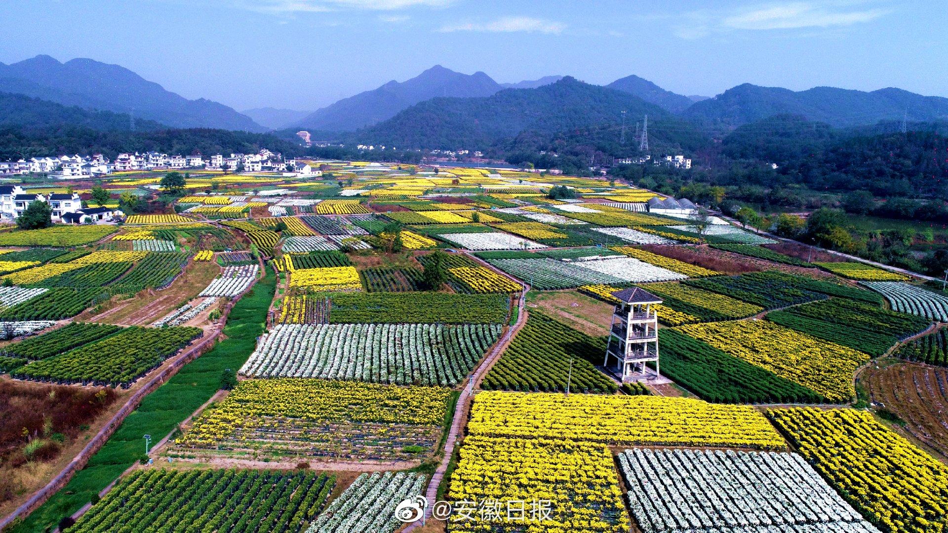 徽州贡菊丰收景