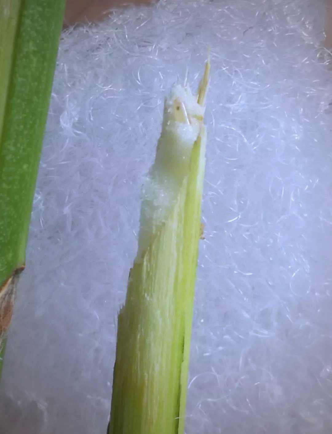 竹蛉饲养指南:从邂逅到精通,探索夜行昆虫的奇妙世界