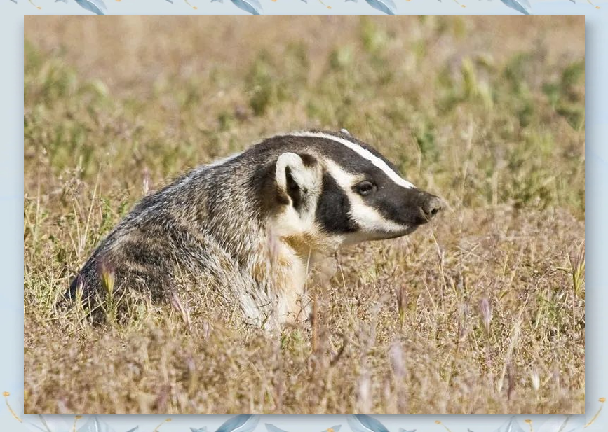 发现白面狸:警钟长鸣,保护野生动物人人有责