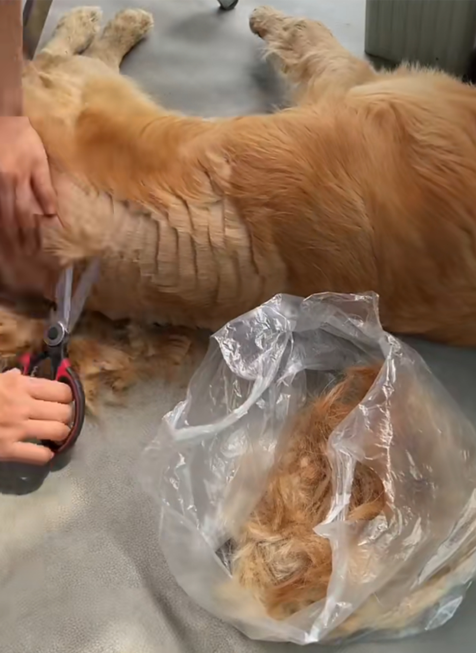 主人嫌弃狗狗掉毛,于是亲自动手给狗狗剪毛,结果剪的跟个狗啃的一样!
