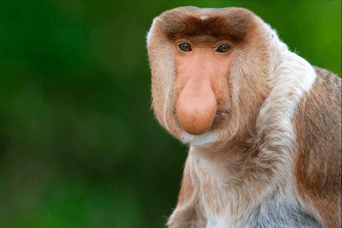 鼻子越长越受欢迎,长相奇怪的长鼻猴,有哪些有趣的冷知识?